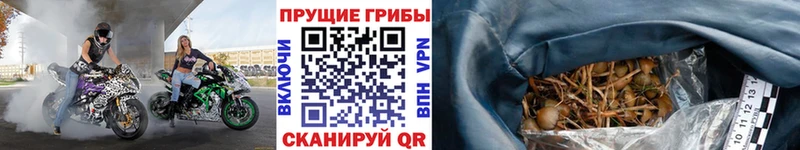 где купить   Суровикино  Галлюциногенные грибы ЛСД 